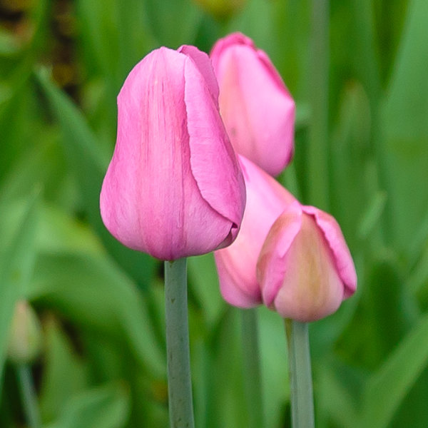 Tulip Bulbs - Don Quichotte